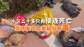 北京一小区二十多只狗接连死亡 现场发现肉类疑似有毒 警方已立案