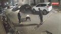 流浪猫被烈性犬咬死 长春警方通报：3名犬主被处罚