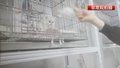 免费领养宠物猫？警惕“喵喵贷”陷阱！