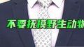 【主播说新闻】狼可以卖萌 人可别自作多情