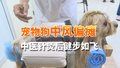宠物狗中风偏瘫无法站立 中医针灸后健步如飞