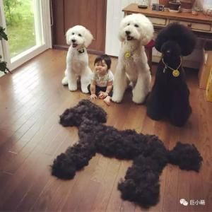 因为一只5000块的博美犬，他把宠物店告上了法庭！ 第3张