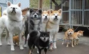 因为一只5000块的博美犬，他把宠物店告上了法庭！ 第4张