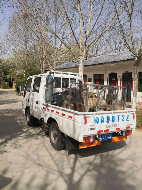 郑州市宠物公园今日收容市内7个区78条犬只
