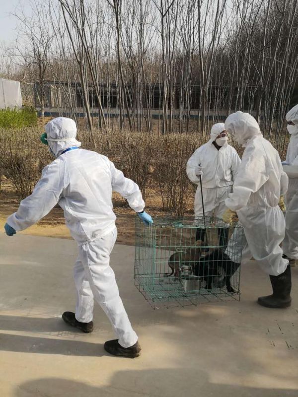 郑州市宠物公园今日收容市内7个区78条犬只