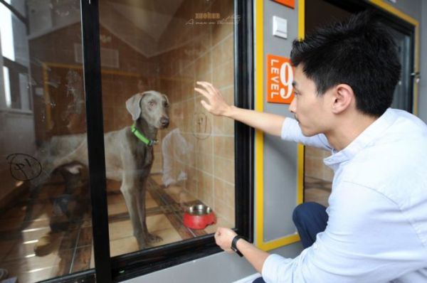 青岛现首家个性订制“宠物酒店”