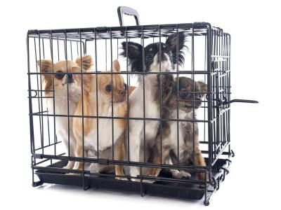 新宠之康宠物用品加盟