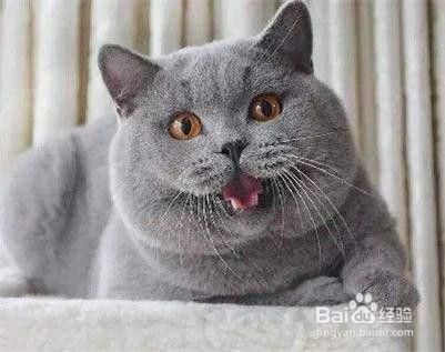 搬家时怎样照顾好宠物猫