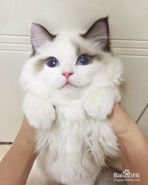 搬家时怎样照顾好宠物猫