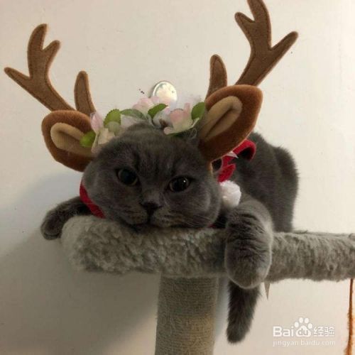 搬家时怎样照顾好宠物猫