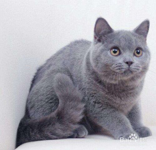 搬家时怎样照顾好宠物猫