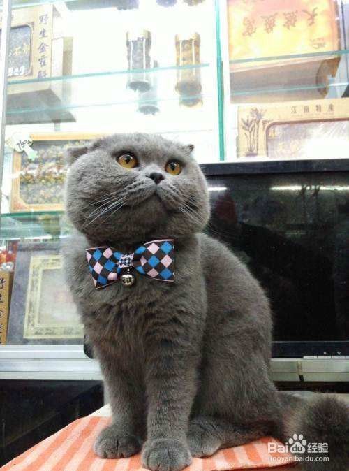 搬家时怎样照顾好宠物猫