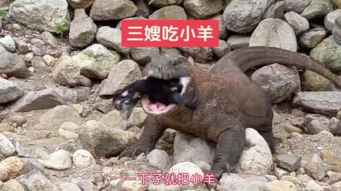 科莫多巨蜥捕猎小羊，一口就把小羊吞进肚子里