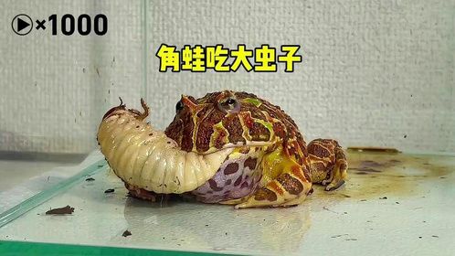 角蛙吃大虫子，画面有些精彩，不容错过