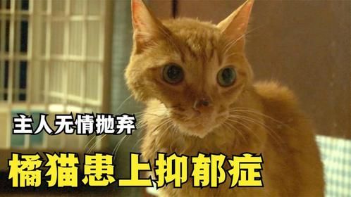 橘猫抑郁症发作，意图绝食自杀，背后的原因让人泪目！
