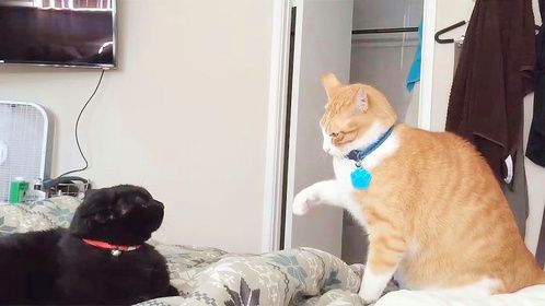 橘猫挑衅小黑猫，结果反被一顿“暴揍”，镜头记录爆笑一幕