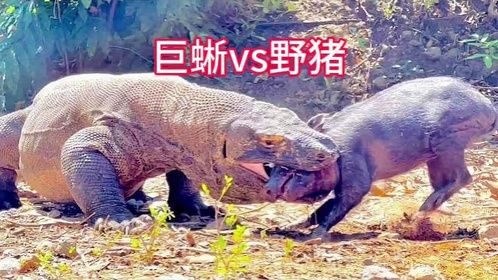 科莫多巨蜥捕食野猪，野猪毫无还手之力，被整个吞下