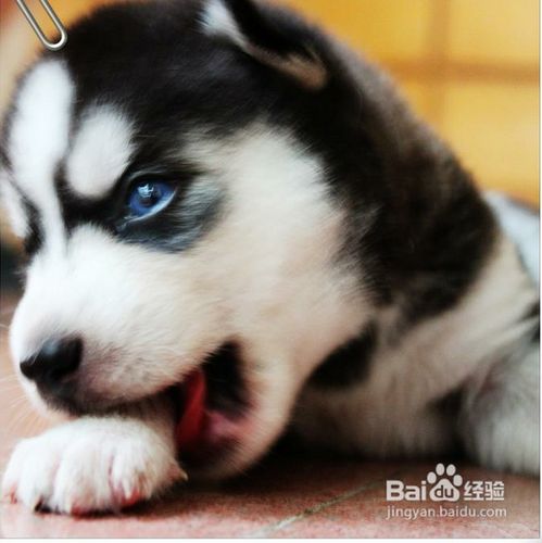 哈士奇幼犬怎么训练