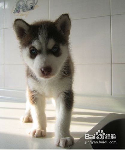 哈士奇幼犬怎么训练