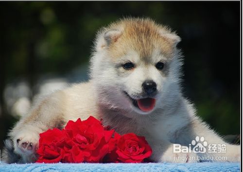 哈士奇幼犬怎么训练
