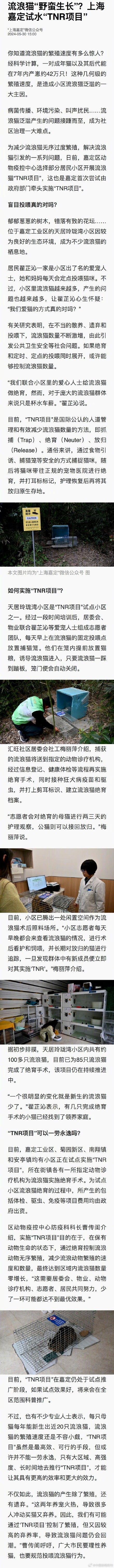 流浪猫的繁殖速度有多惊人 每只母猫每年能新生出近20只流浪猫
