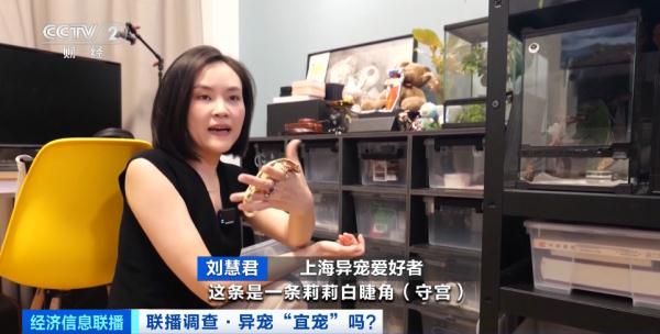 可不能轻易宠！非洲大蜗牛、黑犁牛头犬蚁⋯部分年轻人爱上养“异宠”？