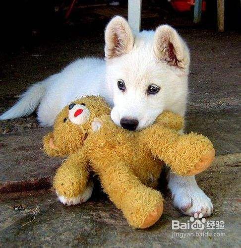 狗狗一般急救措施