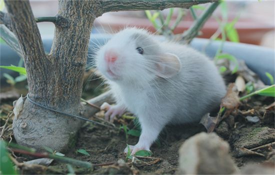 幼年豚鼠公母分辨
