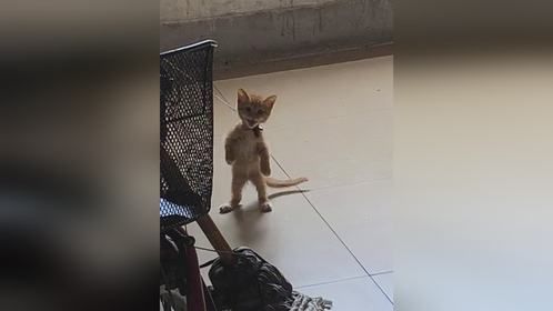 小奶猫被拴水灵灵站着 见到人就喵喵叫