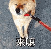 “见的人多了，我更喜欢狗了