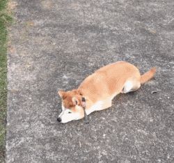 “见的人多了，我更喜欢狗了