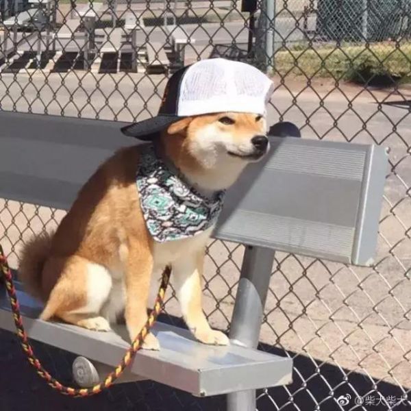 “见的人多了，我更喜欢狗了