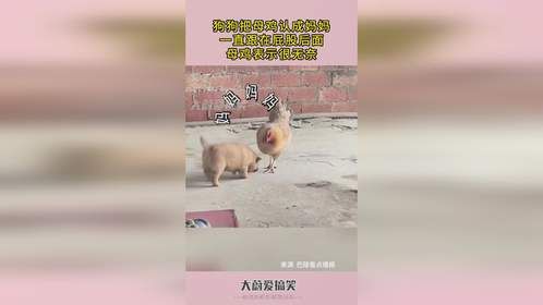 狗狗把母鸡认成妈妈，一直跟在屁股后面，母鸡表示很无奈！