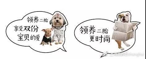 新时代 领养二胎更时尚 | 第13届上海宠物领养日 萌宠二胎指南