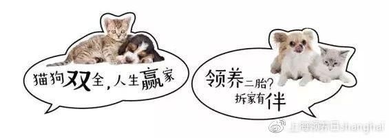新时代 领养二胎更时尚 | 第13届上海宠物领养日 萌宠二胎指南