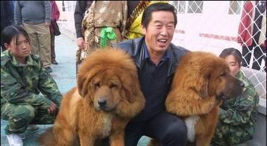 宠物与人的关系代表一种精神和情感的寄托代表了一种对生命的态度