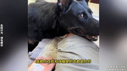 男子打吊针时对狗子说，要是去世了肉都是它的
