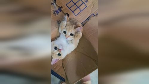 i猫是e猫的玩具