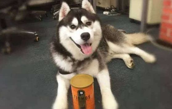 先牧仕钙磷多，给狗狗补充更多微量元素促进生长发育！