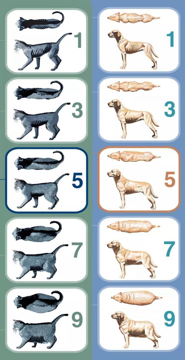 宠物体重管理:你家宠物体重达标了吗?
