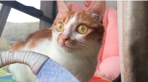 怎么判断猫猫狗狗是否过胖了？宠物体重管理注意事项
