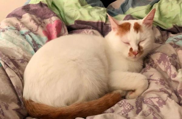 怎么判断猫猫狗狗是否过胖了？宠物体重管理注意事项