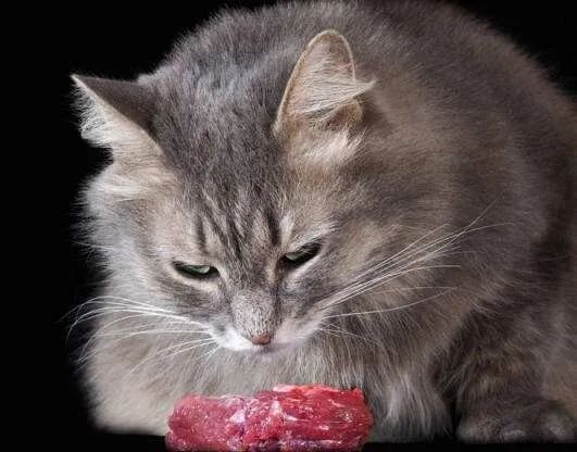 怎么判断猫猫狗狗是否过胖了？宠物体重管理注意事项