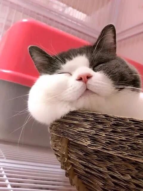 怎么判断猫猫狗狗是否过胖了？宠物体重管理注意事项