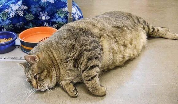 怎么判断猫猫狗狗是否过胖了？宠物体重管理注意事项