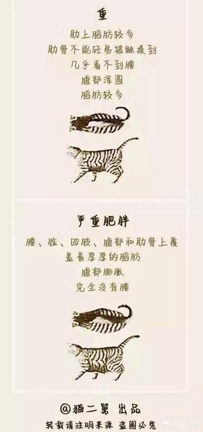 怎么判断猫猫狗狗是否过胖了？宠物体重管理注意事项