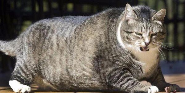 怎么判断猫猫狗狗是否过胖了？宠物体重管理注意事项