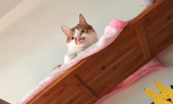 怎么判断猫猫狗狗是否过胖了？宠物体重管理注意事项