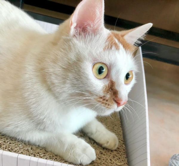 怎么判断猫猫狗狗是否过胖了？宠物体重管理注意事项