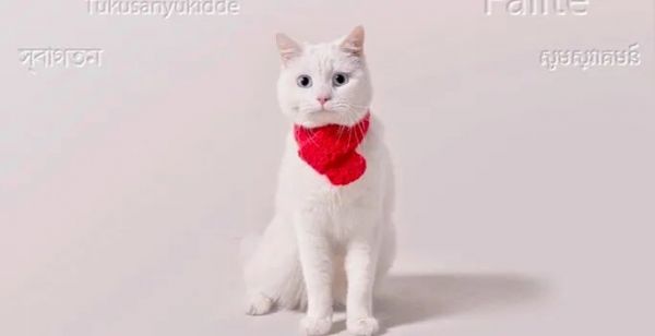 怎么判断猫猫狗狗是否过胖了？宠物体重管理注意事项